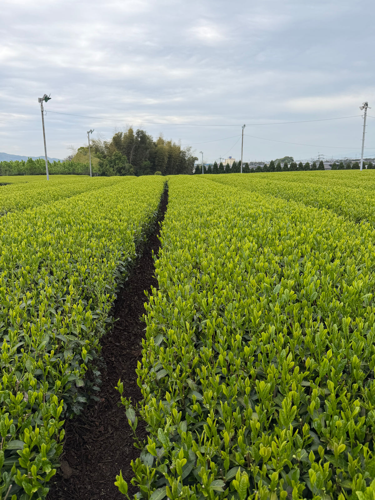 A wide view of a lush green tea plantation with neat rows of tea bushes, a dark dirt path running down the center, and a cloudy sky overhead.