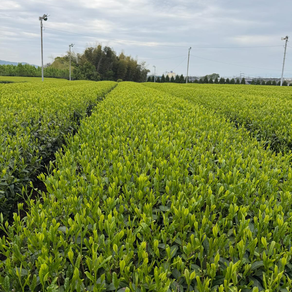 Tea plantation with rows of green tea bushes under a cloudy sky.